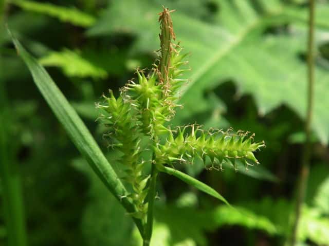 �q���V���X�Q