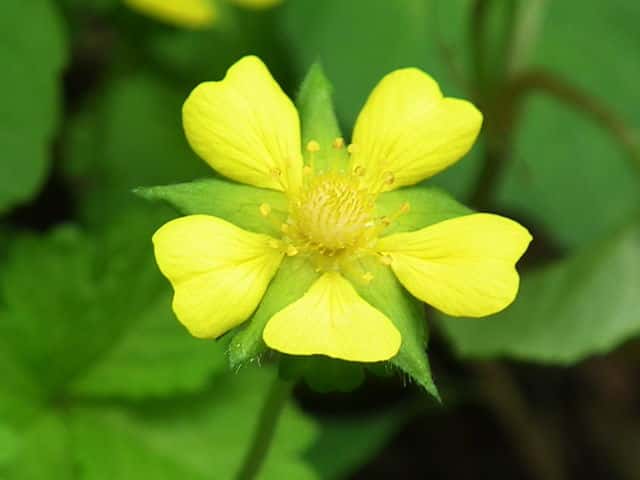 �w�r�C�`�S