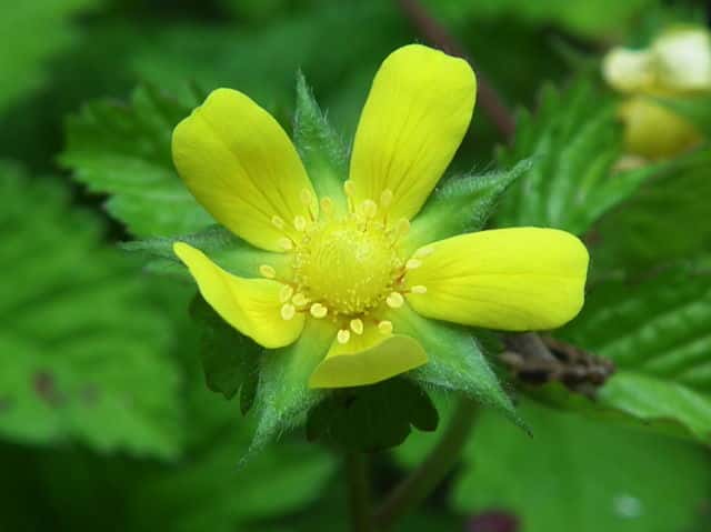 ���u�w�r�C�`�S