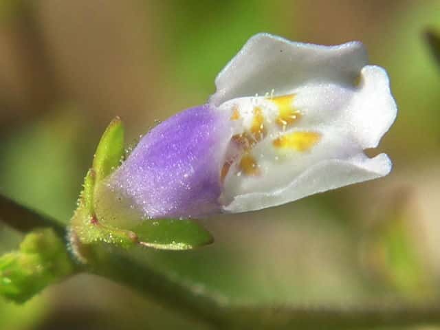 �g�L���n�[