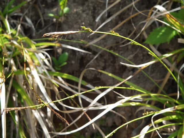 �~���}�J���X�Q