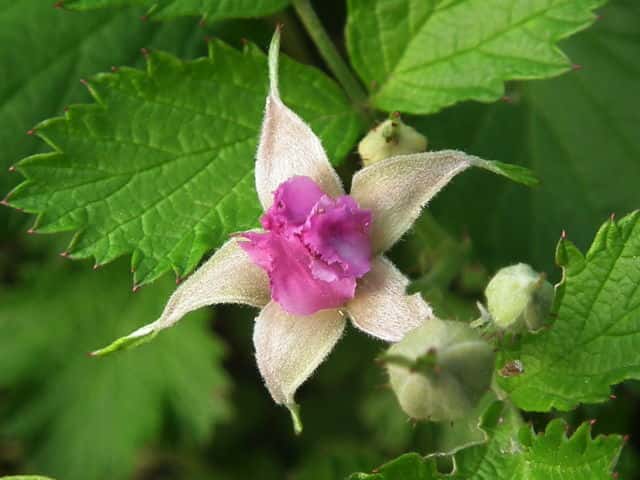 �i���V���C�`�S