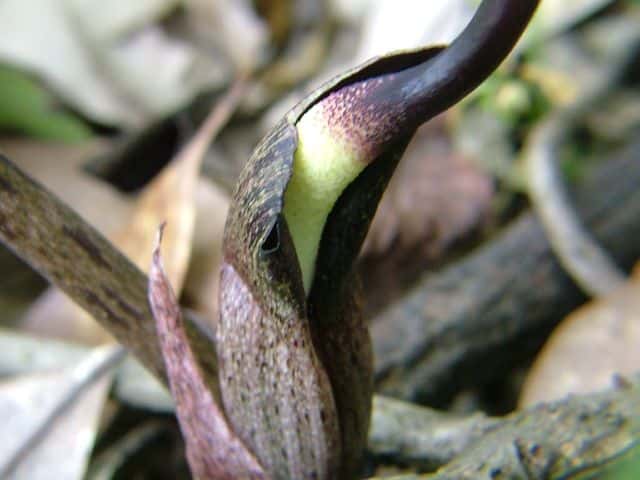 ナンゴクウラシマソウ