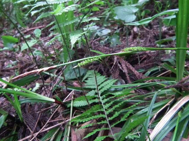 �I�N�m�J���X�Q