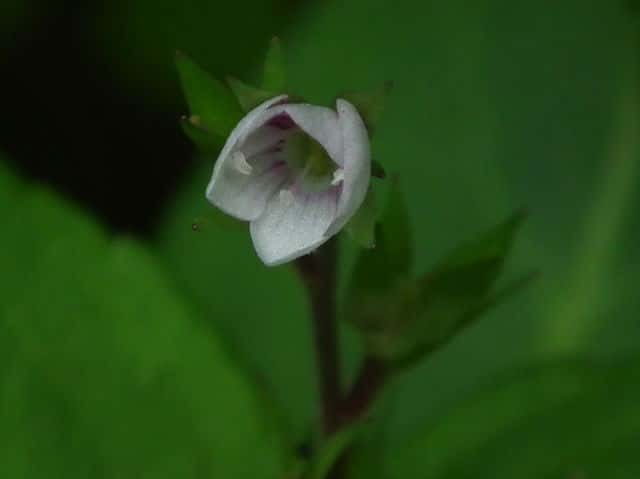 �T���C���N���K�^