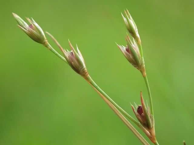 �q���R�E�K�C�[�L�V���E