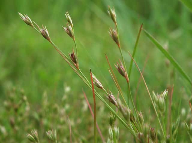 ヒメコウガイゼキショウ