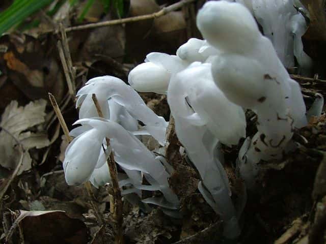 ギンリョウソウ