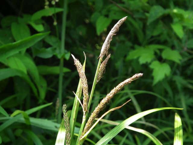 キンキカサスゲ