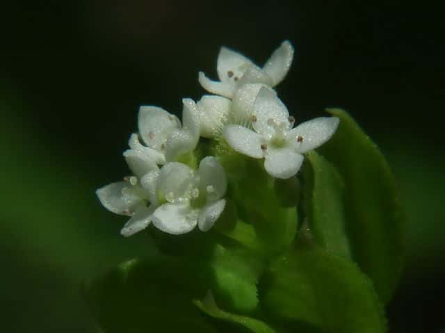 �I�N�N���}���O��