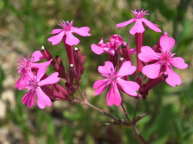 ���V�g���i�f�V�R