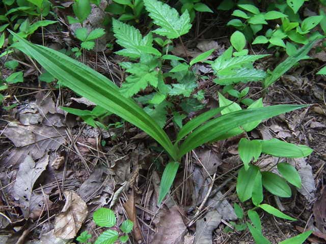 �^�K�l�\�E