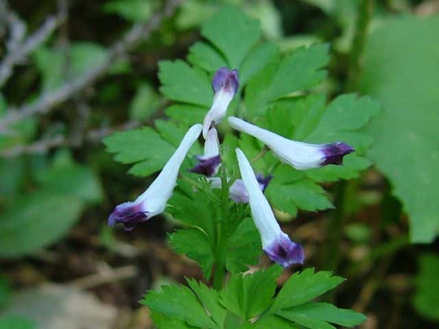 シロヤブケマン