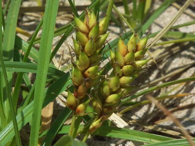 �R�E�{�E�V�o