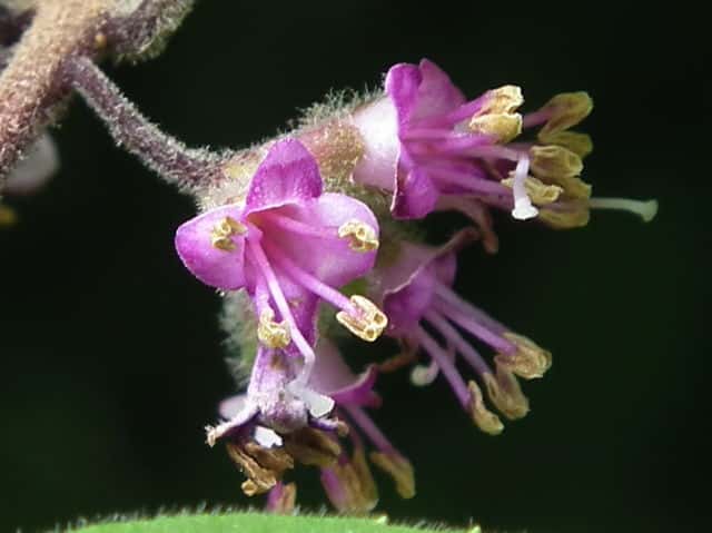 ���u�����T�L