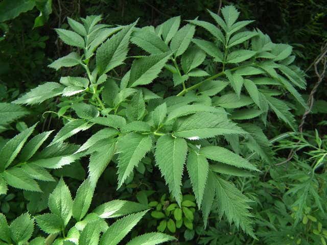 �����C�O�T