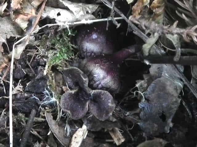 ミヤコアオイ果実