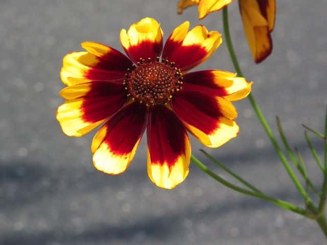 �n���V���M�N