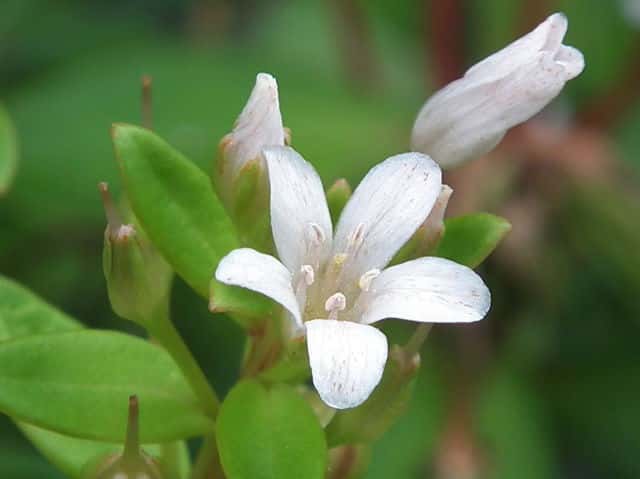 �n�}�{�b�X