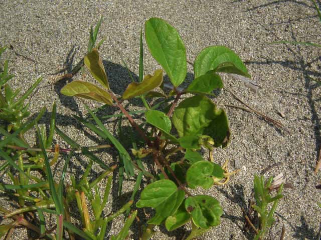 �n�}�i�^�}��