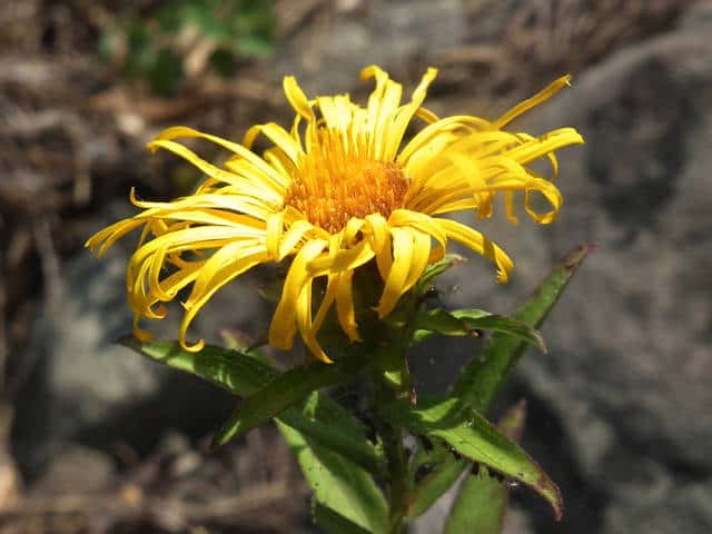 �J�Z���\�E