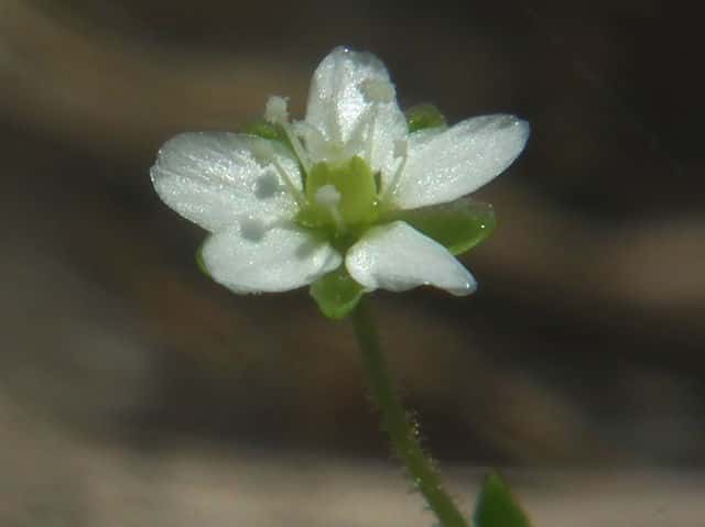 �I�c���N�T