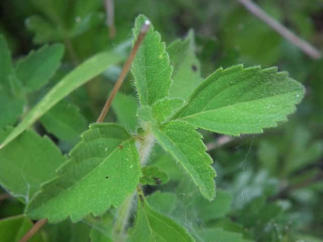 �V���o�i���}�W�\