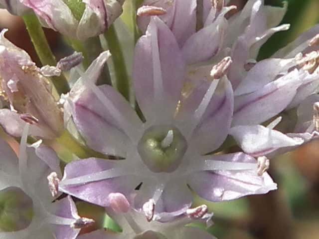 �V���E�}�A�T�c�L