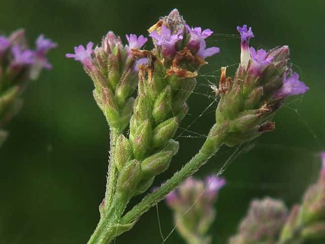 ハマクマツヅラ