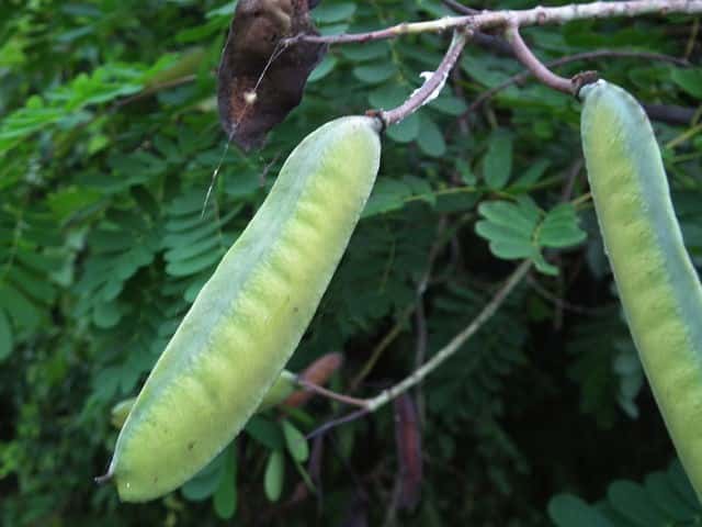 �W���P�c�C�o��