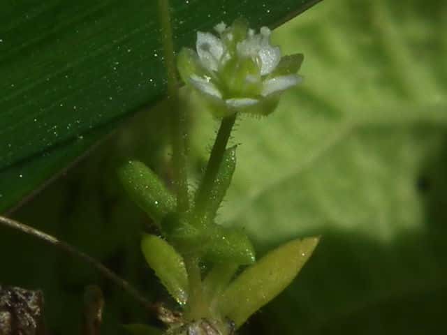 �I�c���N�T