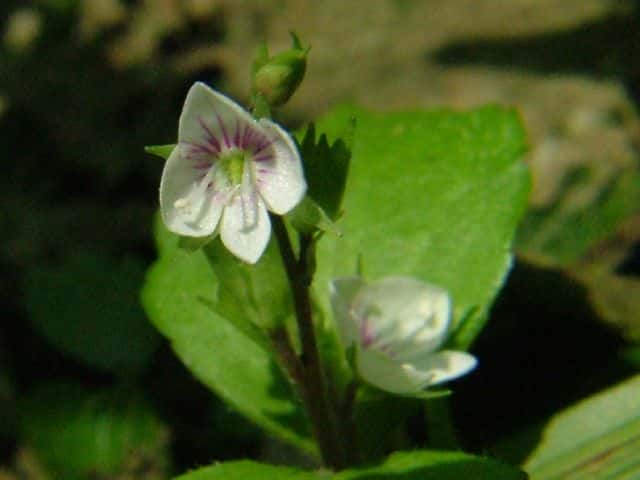 サンインクワガタ