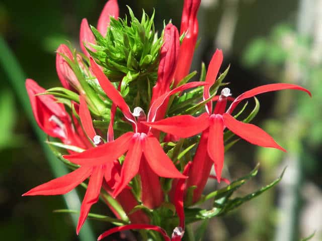 ベニバナサワギキョウ