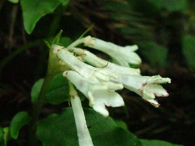 サツマイナモリ