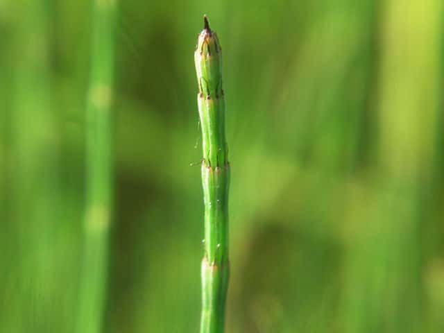 �C�k�h�N�T