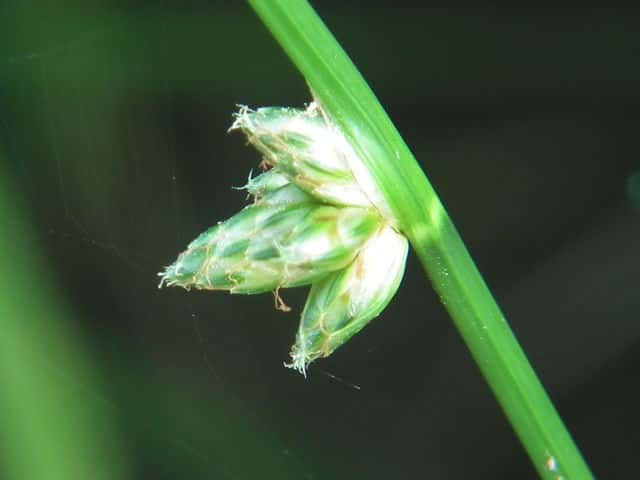 �C�k�z�^���C