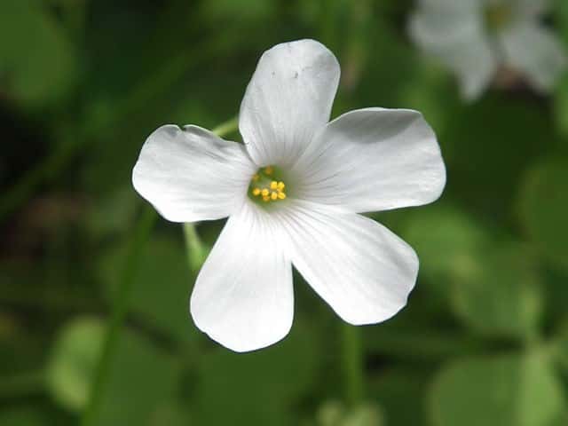 �V���o�i�C���J�^�o�~