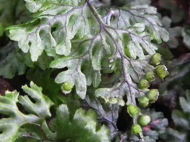 �R�E���R�P�V�m�u