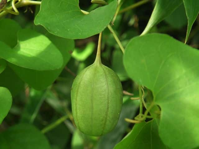 �}���o�E�}�m�X�Y�N�T