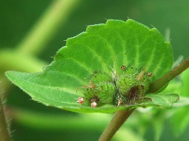 �G�m�L�O�T