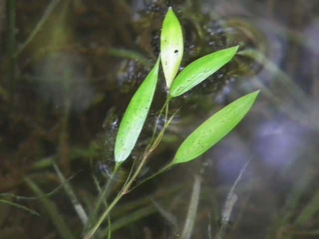 ホソバミズヒキモ