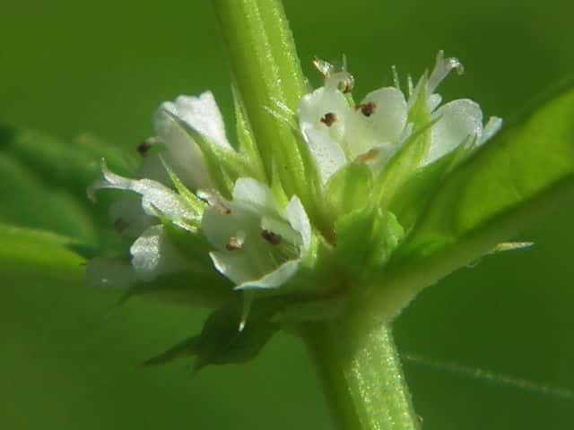 �q���V���l