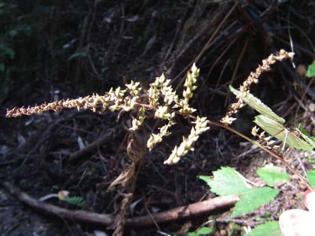 �A�J�V���E�}