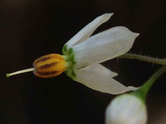 �q���h���W���E�S