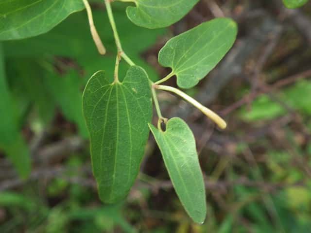 �E�}�m�X�Y�N�T