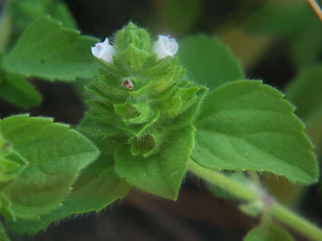 �V���o�i���}�W�\