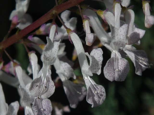 プレクトランツス・ヌンムラリウス