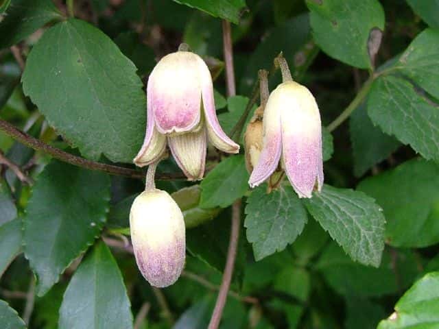 ケハンショウヅル