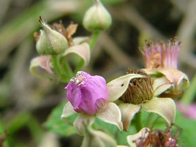 ナワシロイチゴ