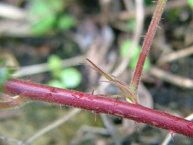 ナワシロイチゴ